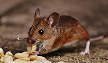 24 Hour & Emergency Exterminators in White Pine, PA
